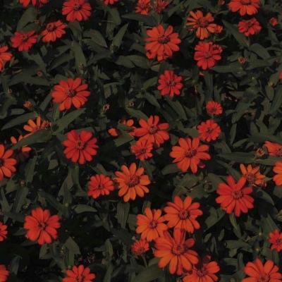 kaiyun官方网app下载app截图